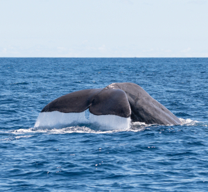 Wal hebt seine Fluke &uuml;ber die Wasseroberfl&auml;che des tiefblauen Atlantiks vor der K&uuml;ste der Azoren.