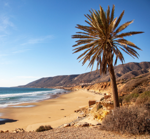 Einsamer Sandstrand bei Agadir mit einer hohen Palme im Vordergrund, sanften Wellen des Atlantiks und hügeliger Küstenlandschaft im Hintergrund unter klarem, blauem Himmel.