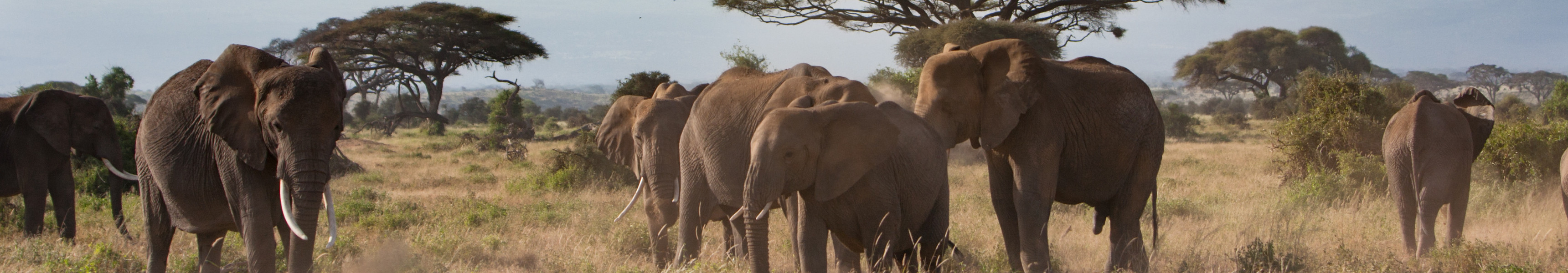 Sichtung von Elefanten auf einer Safari in Afrika