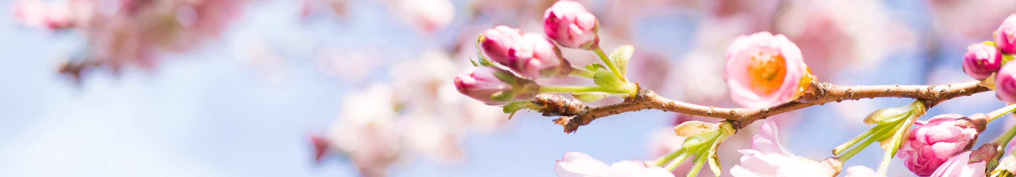 Knospen eines japanisches Kirschbaumes zur Kirschbl&uuml;te