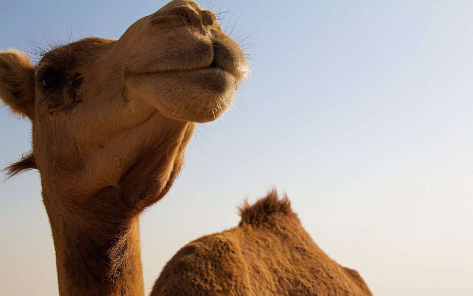Kamel in Abu Dhabi