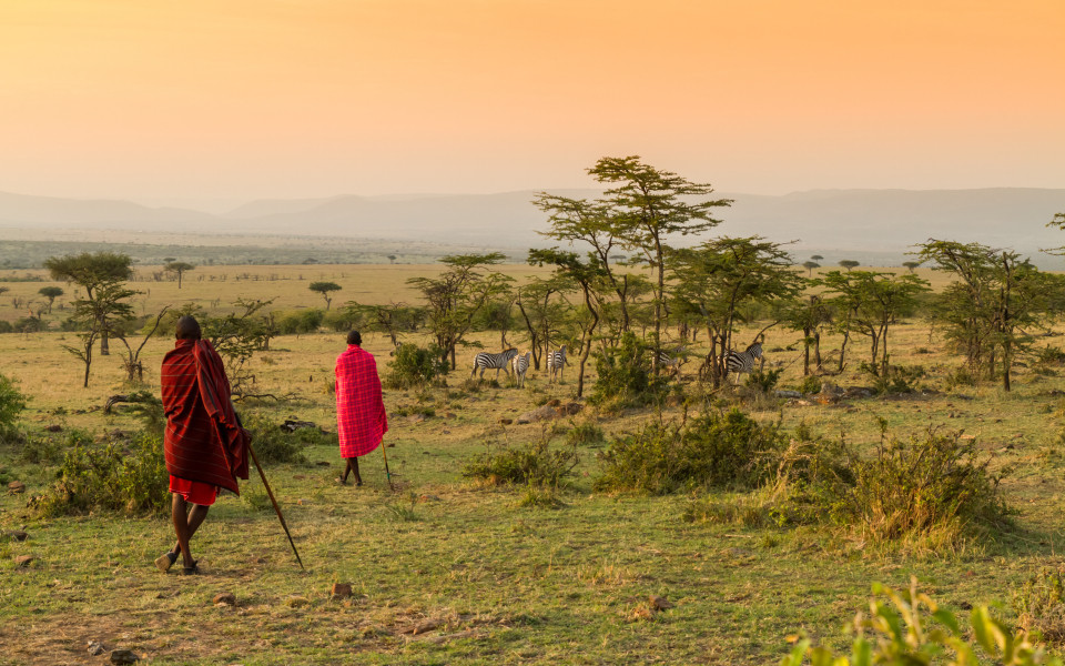 Zwei Massai-M&auml;nner gehen durch die savannenartige Landschaft des Masai Mara Nationalparks, w&auml;hrend Zebras im Hintergrund grasen.