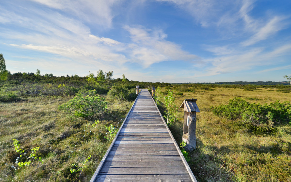 Wanderweg durch das Naturschutzgebiet Kendlm&uuml;hlfilzen am Chiemsee, mit einem Holzsteg, der durch das Moor f&uuml;hrt, umgeben von gr&uuml;ner Landschaft.