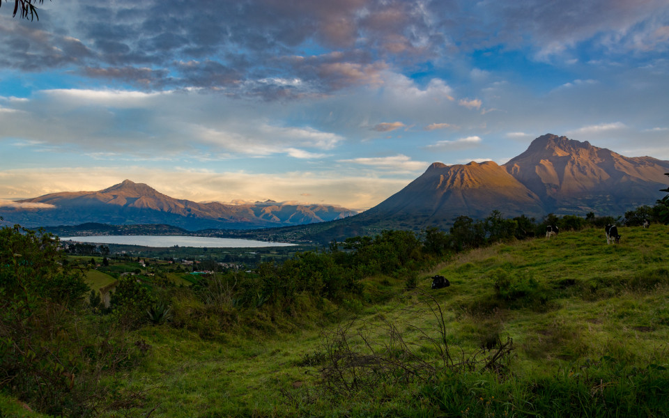 Gr&uuml;ne H&uuml;gellandschaft mit grasenden K&uuml;hen, dahinter ein See und die Vulkane Imbabura und Cotacachi in Ecuador.